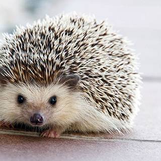 Hedgehog Wallpaper
