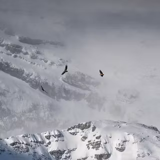 Avalanche 
