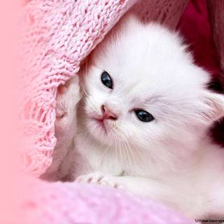 Pink Cute Cat Wallpapers