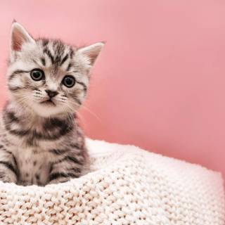 Pink Cute Cat Wallpapers