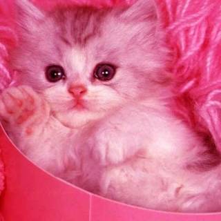 Pink Cute Cat Wallpapers