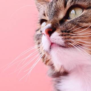 Pink Cute Cat Wallpapers