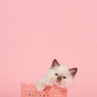 Pink Cute Cat Wallpapers