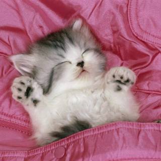 Pink Cute Cat Wallpapers