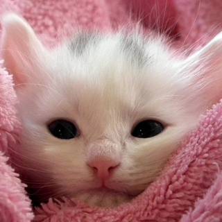 Cute Pink Cats Wallpapers