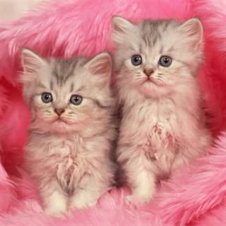 Cute Pink Cats Wallpapers