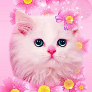 Cute Pink Cats Wallpapers