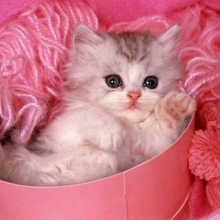 Cute Pink Cats Wallpapers