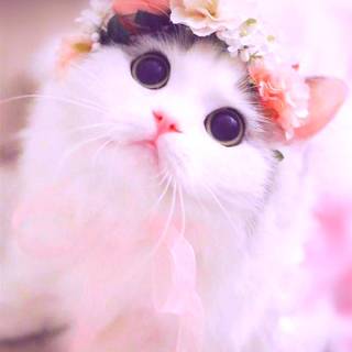 Cute Pink Cat Wallpapers