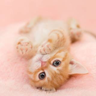 Cute Pink Cat Wallpapers