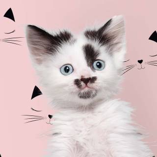 Cute Pink Cat Wallpapers