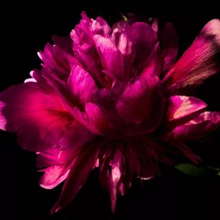 Pink And Black Desktop Wallpapers