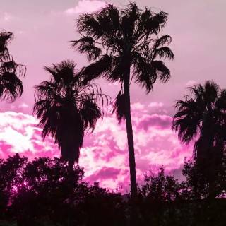 Pink And Black Desktop Wallpapers