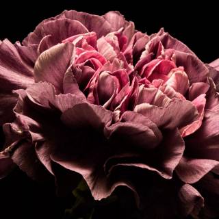 Pink And Black Desktop Wallpapers