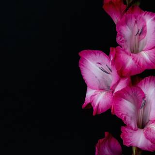 Pink And Black Desktop Wallpapers