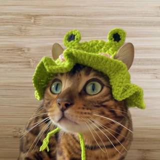 Cat With Frog Hat Wallpapers