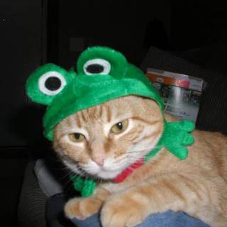 Cat With Frog Hat Wallpapers