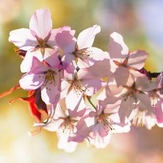 Un semn de primavara!