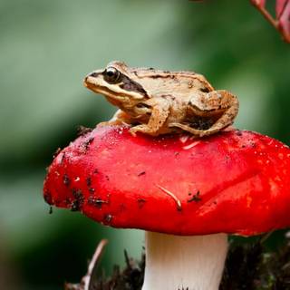 Frogs And Mushrooms Wallpapers