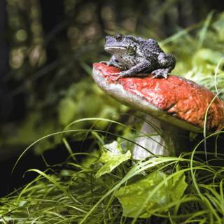 Frogs And Mushrooms Wallpapers