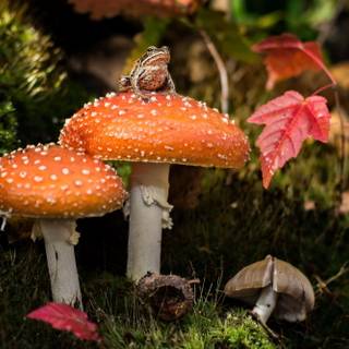 Frogs And Mushrooms Wallpapers