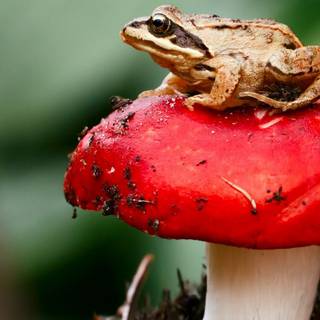 Frogs And Mushrooms Wallpapers