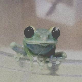 Frogcore Wallpapers