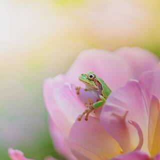 Pink Frog Wallpapers