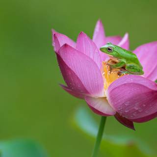 Pink Frog Wallpapers