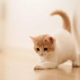Cute Cat Laptop Wallpapers