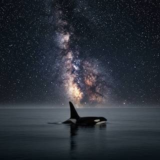 Orca Whale swimming underneath the Milky Way