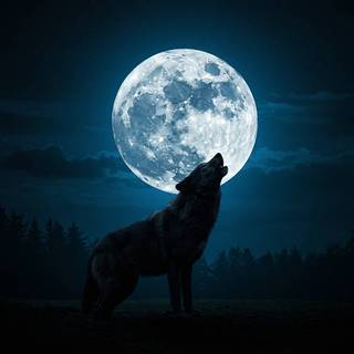 Massive Wolf howling at the Full Moon