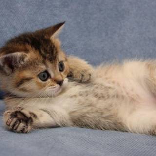 Cute Cat Laptop Wallpapers