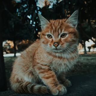 Cute Cat Laptop Wallpapers