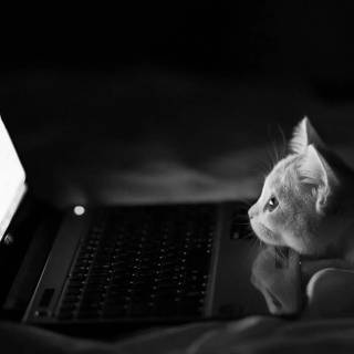 Cute Cat Laptop Wallpapers
