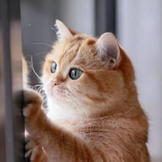 Cute Cat Laptop Wallpapers