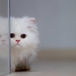 Cute Cat Laptop Wallpapers