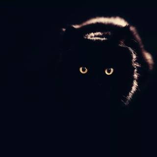 Cute Cat Laptop Wallpapers