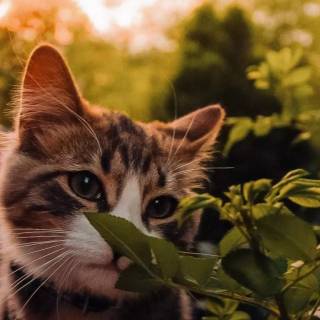 Cute Cat Laptop Wallpapers