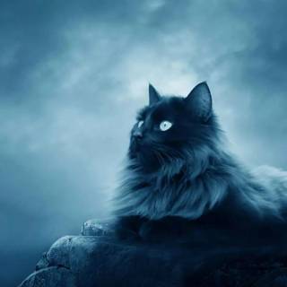 Cute Cat Laptop Wallpapers