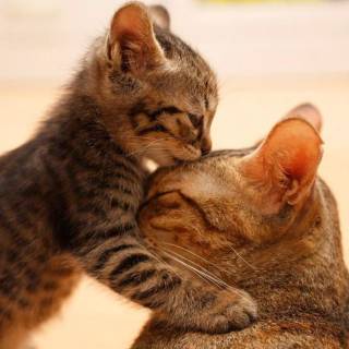 Cute Cat Laptop Wallpapers