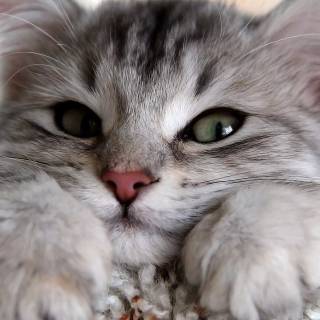 Cute Cat Laptop Wallpapers