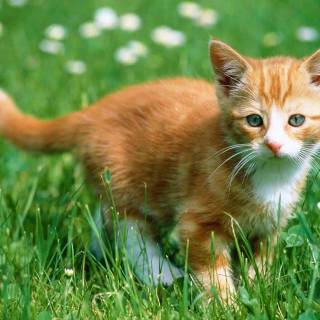 Cute Cat Laptop Wallpapers