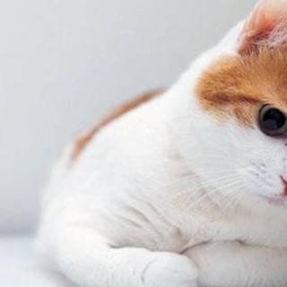 Cute Cat Laptop Wallpapers