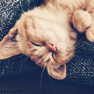 Cute Cat Sleeping Wallpapers
