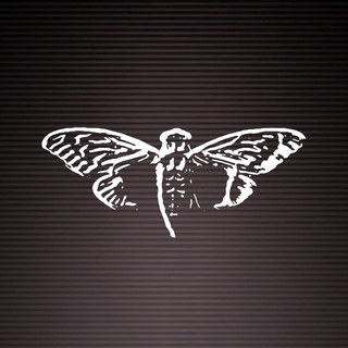 Cicada 