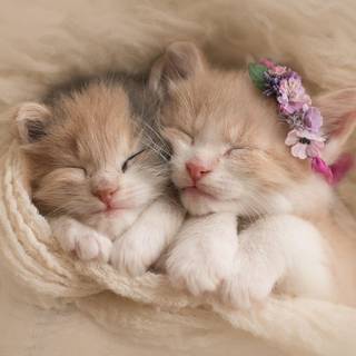 Cute Cat Sleeping Wallpapers