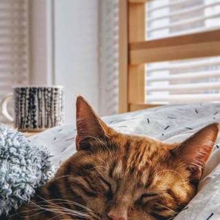 Cute Cat Sleeping Wallpapers