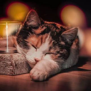 Cute Cat Sleeping Wallpapers