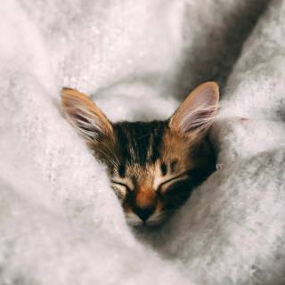 Cute Cat Sleeping Wallpapers